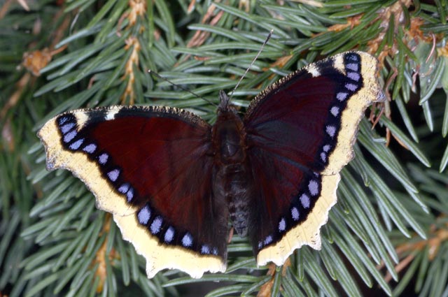 Nymphalis antiopa - Copyright Denis Bourgeois